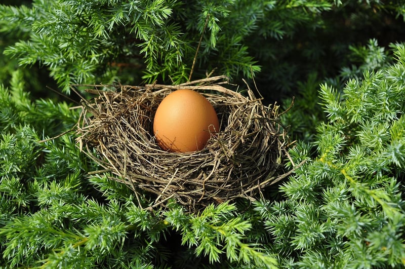 Bird's Nest Soup