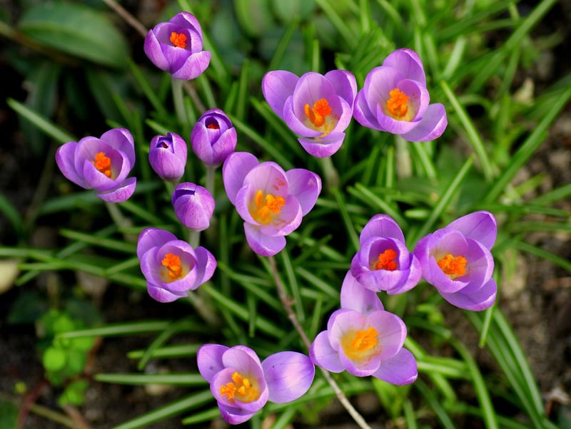 Saffron Spice
