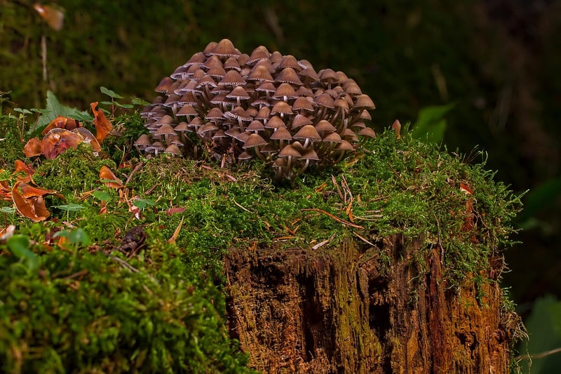 Truffle Mushroom